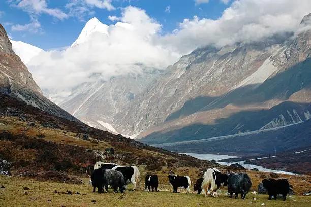 Langtang Region