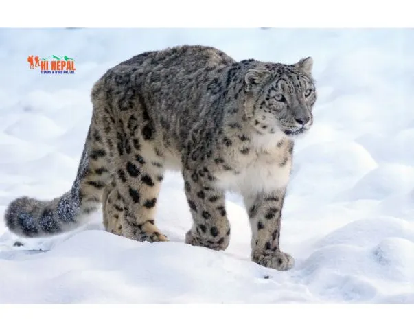 Snow Leopard walking calmly in the white snow.