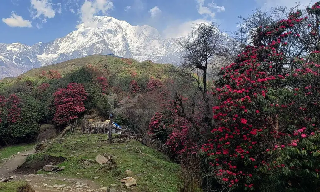 Mardi Himal Base Camp Route in Spring Season - Mardi himal weather